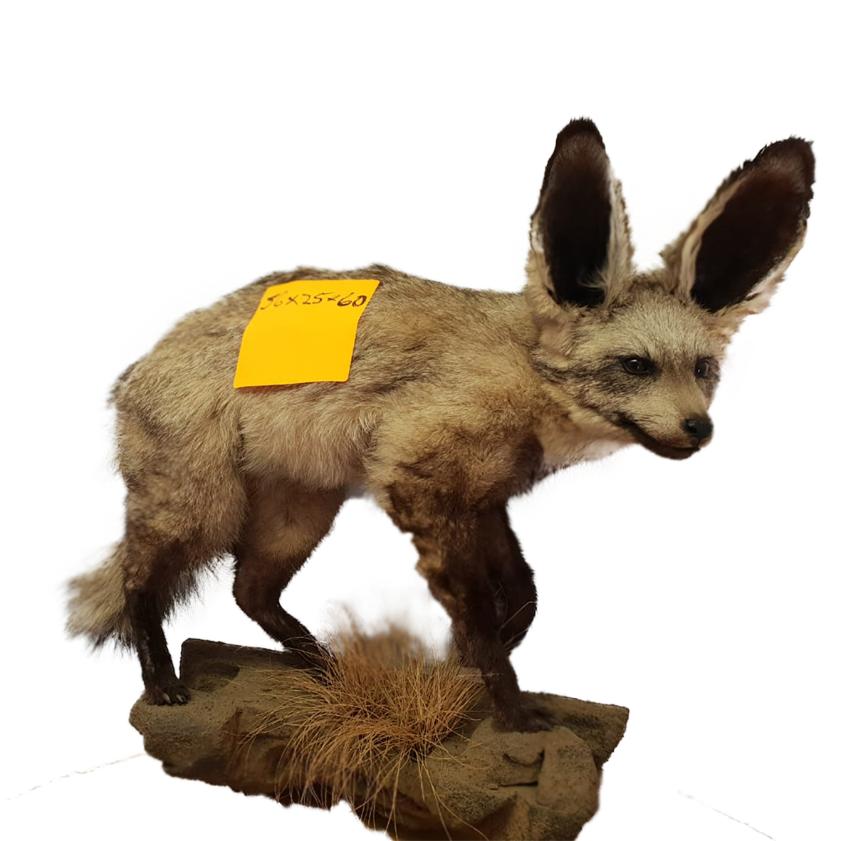 Bat Eared Full Mount
