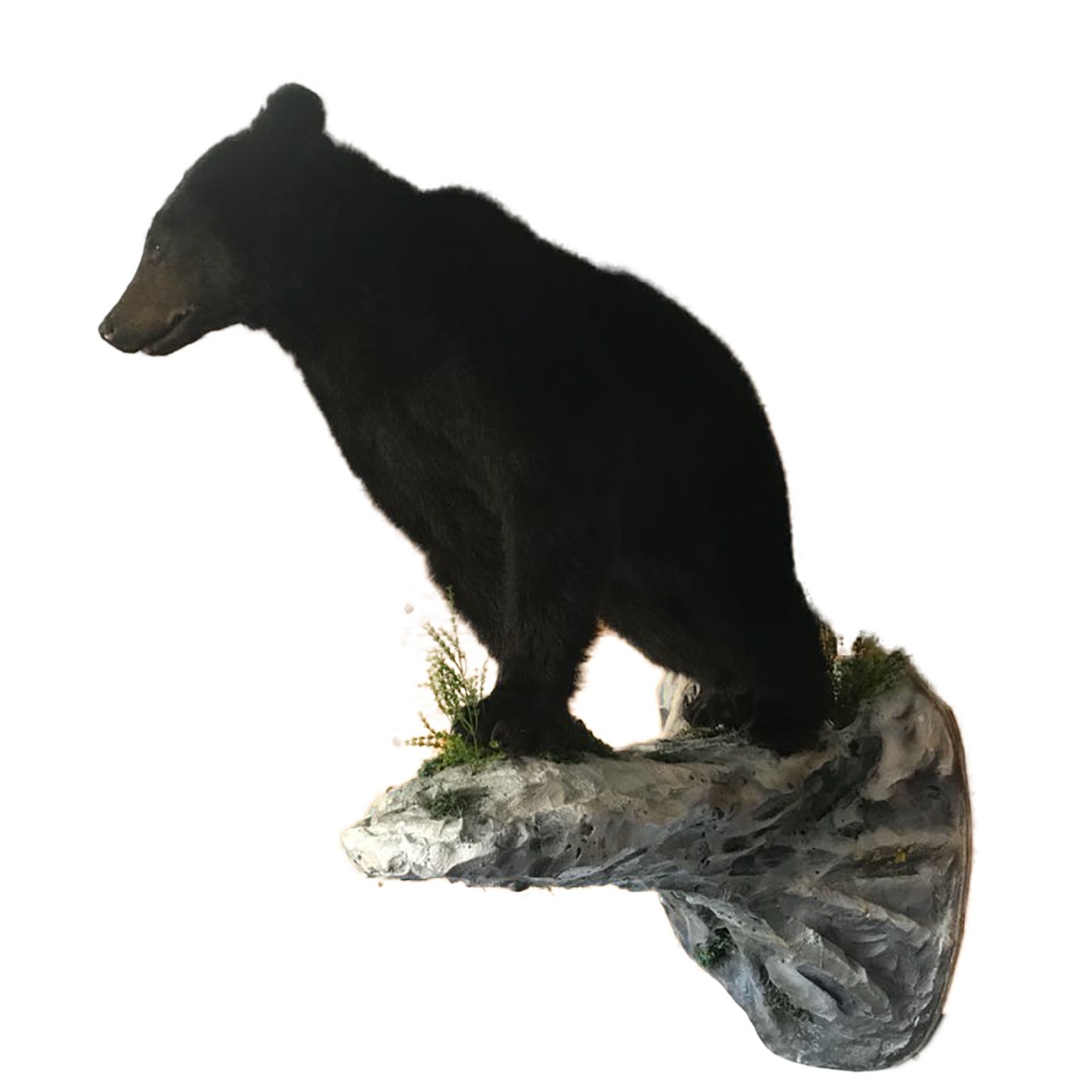 Bear Full Mount On Base BFM19 - Image 2