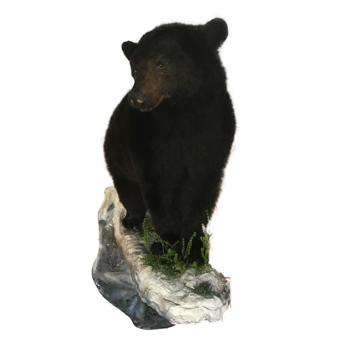 Bear Full Mount On Base BFM19 - Image 4