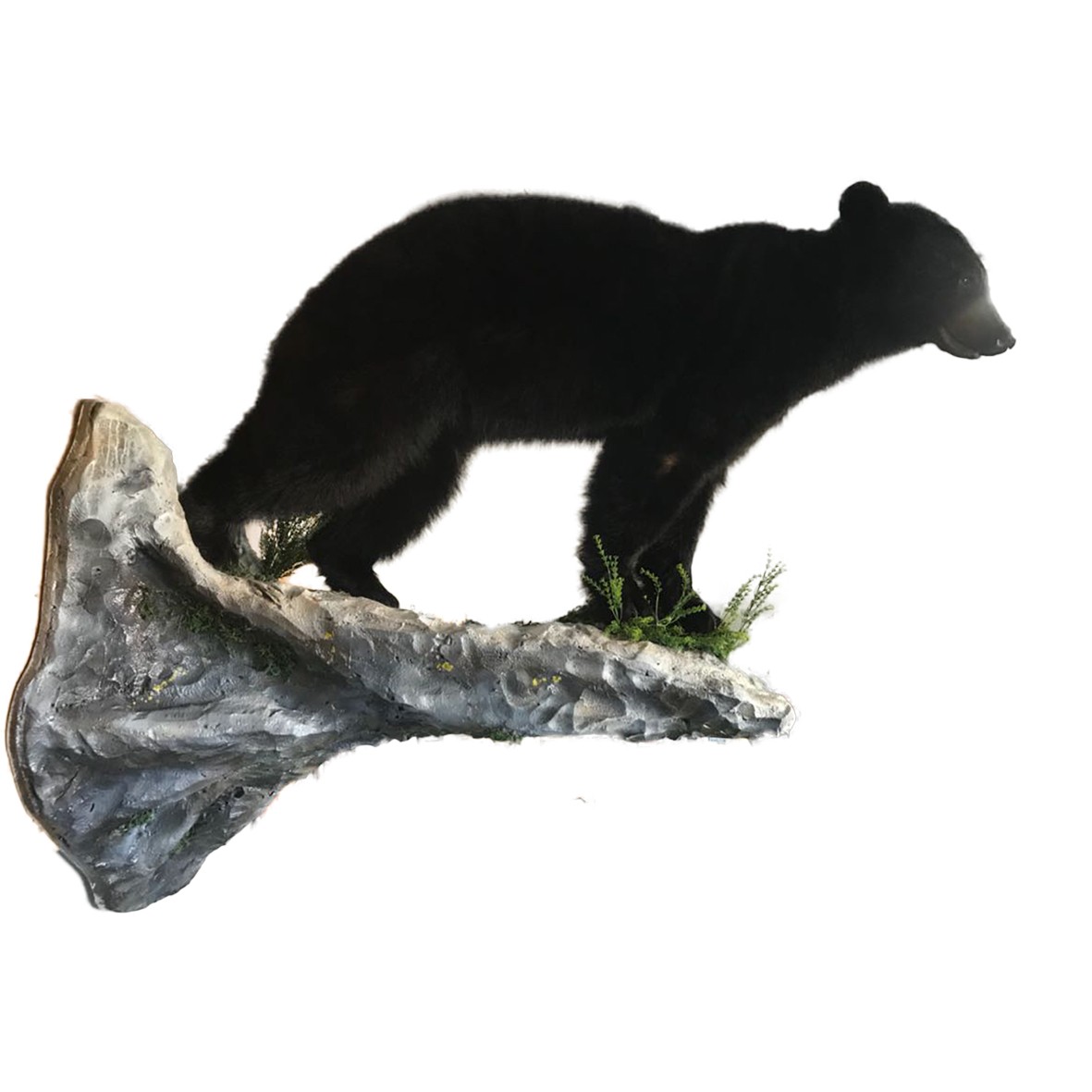 Bear Full Mount On Base BFM19