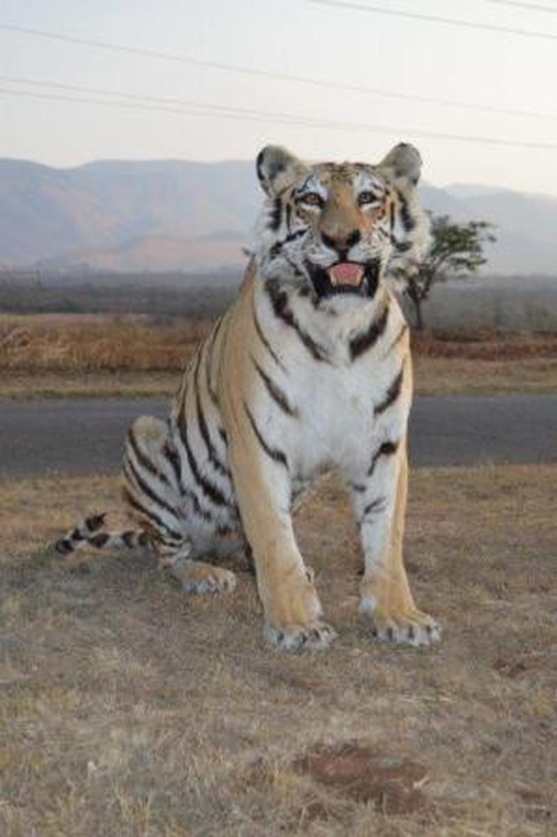 Bengal Tiger Full Mount - H - Image 2