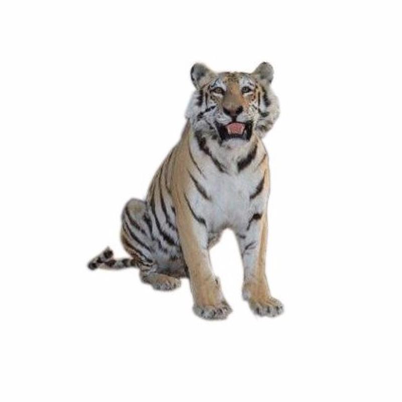 Bengal Tiger Full Mount - H