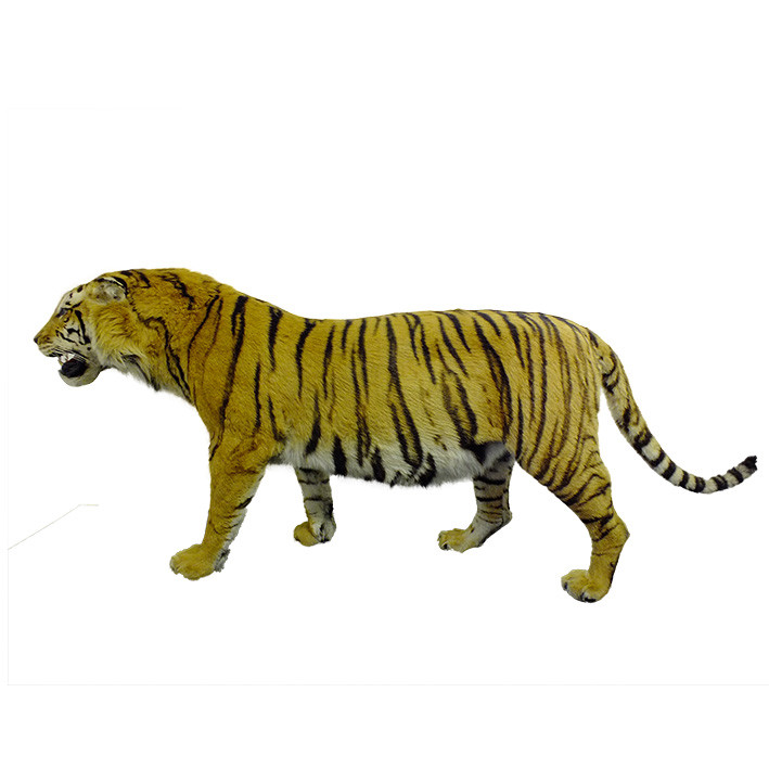 Bengal Tiger Full Mount T1 - Image 2