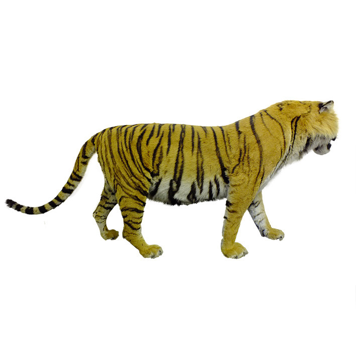Bengal Tiger Full Mount T1 - Image 3