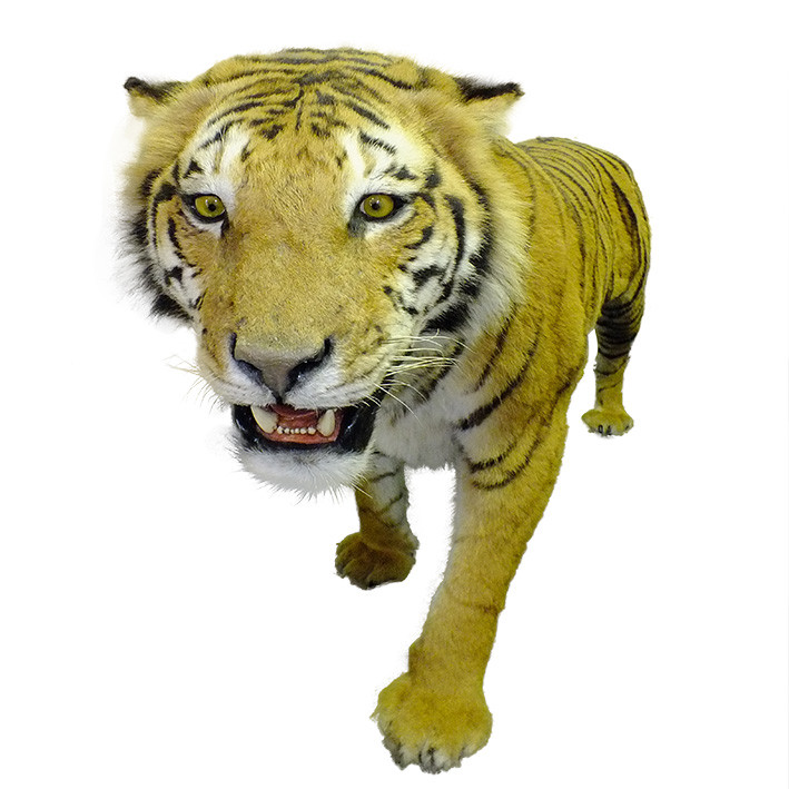 Bengal Tiger Full Mount T1 - Image 5