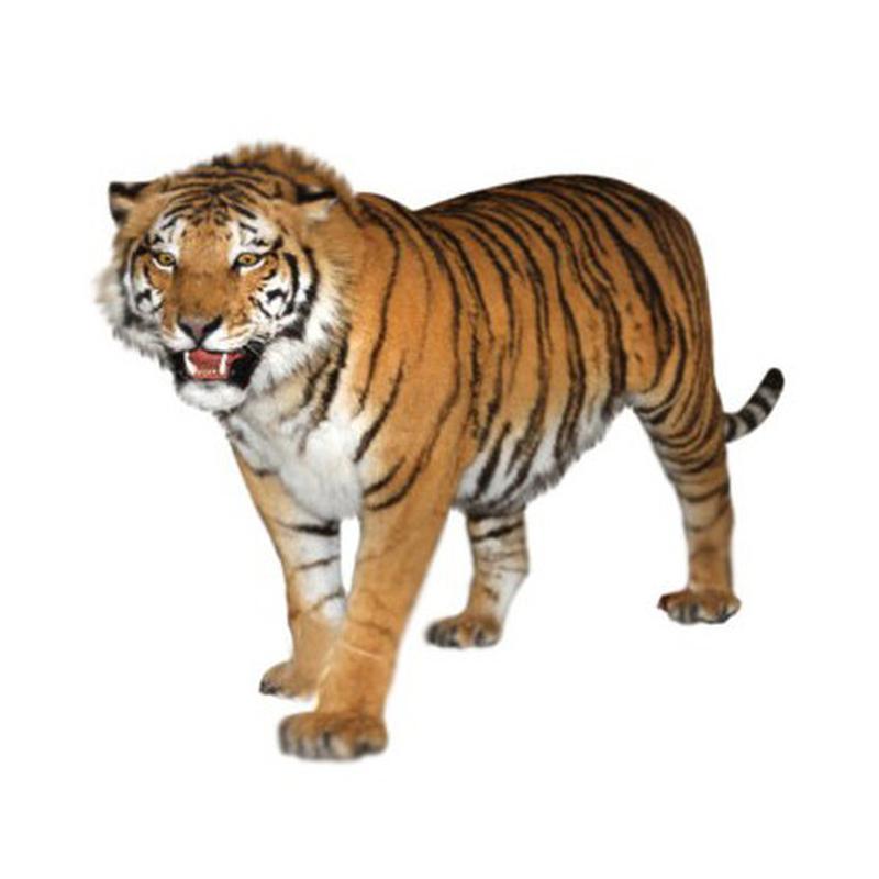 Bengal Tiger Full Mount T1