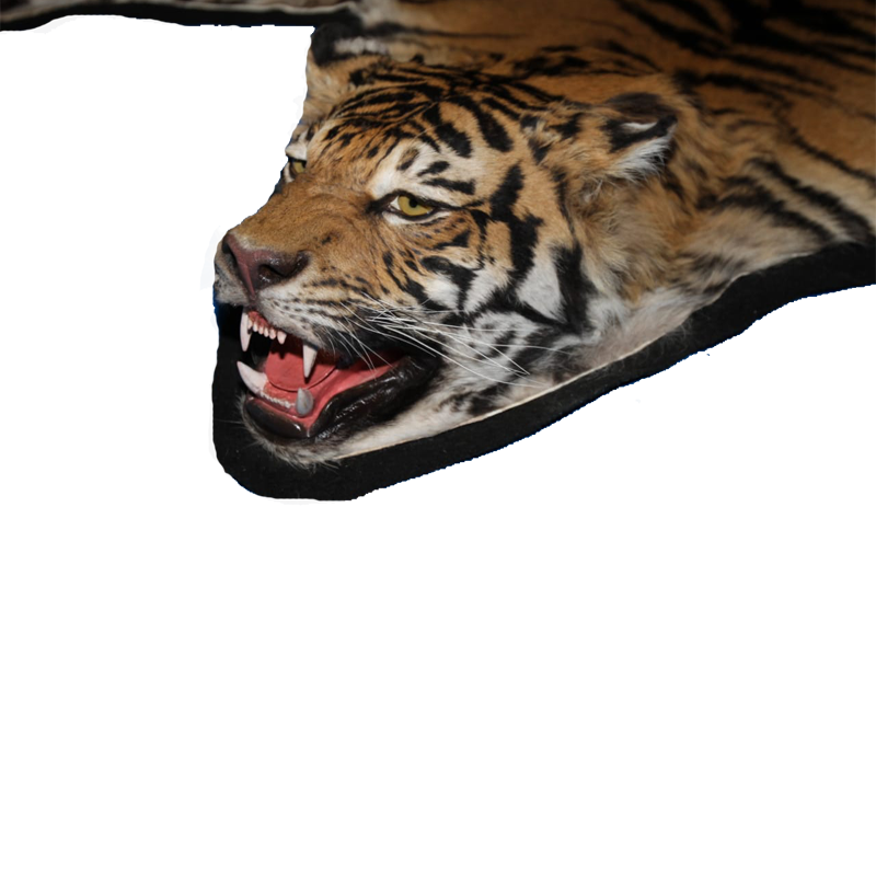 Bengal Tiger Rug Mount - BTRM 100 - Image 2