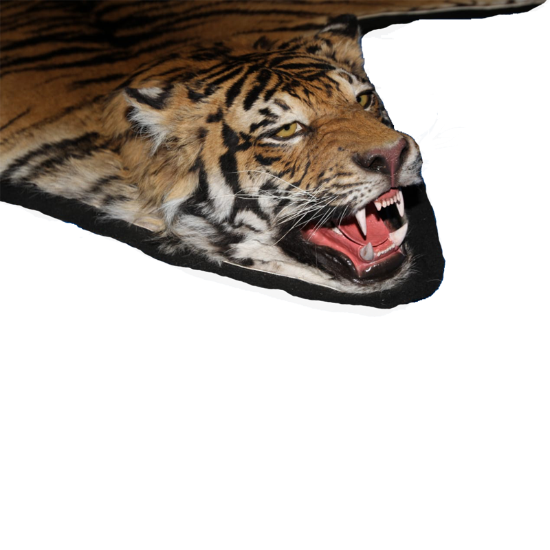 Bengal Tiger Rug Mount - BTRM 100 - Image 3