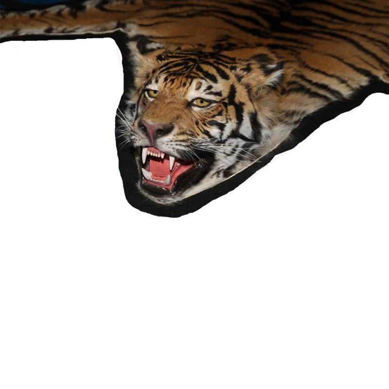 Bengal Tiger Rug Mount - BTRM 100 - Image 4