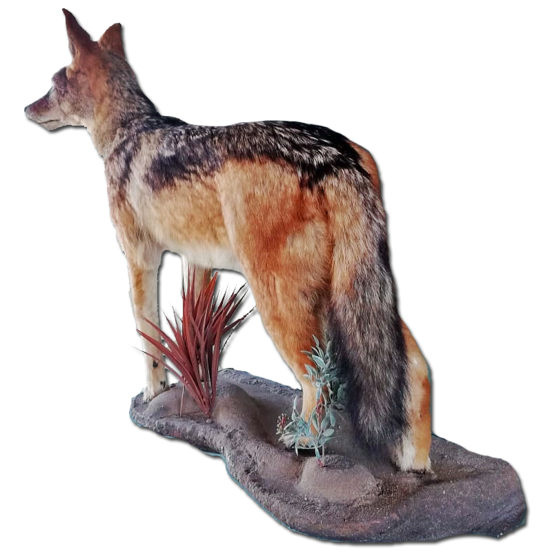 Black - Backed Jackal Full Mount - BBFMJ100 - Image 2