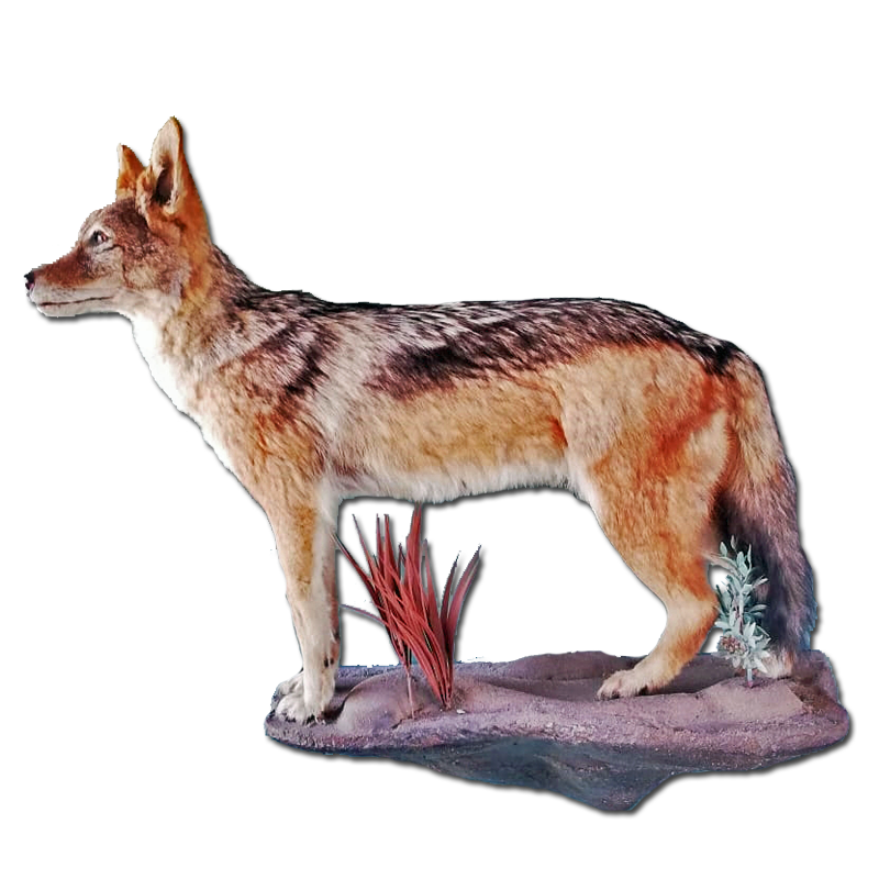 Black - Backed Jackal Full Mount - BBFMJ100 - Image 3