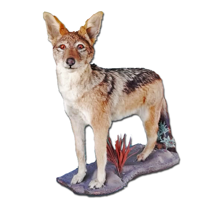 Black - Backed Jackal Full Mount - BBFMJ100 - Image 4