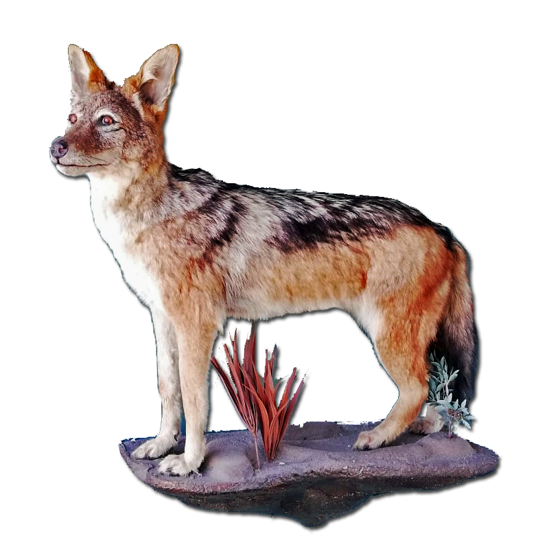 Black - Backed Jackal Full Mount - BBFMJ100 - Image 5