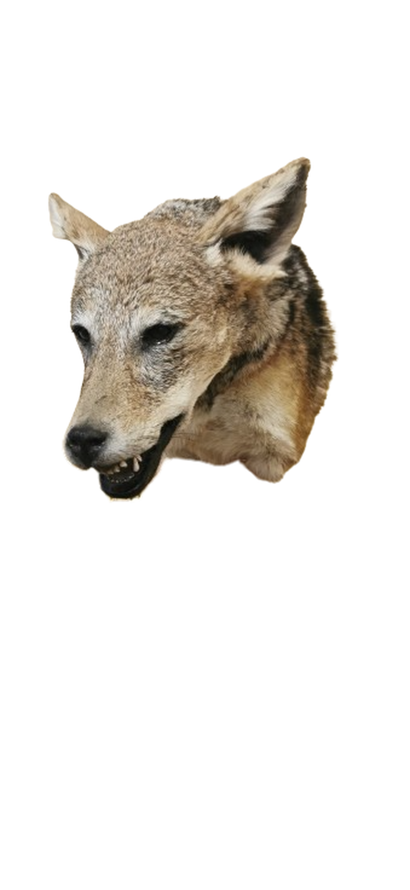 Black - Backed Jackal Shoulder Mount - JSBM 1 - Image 2