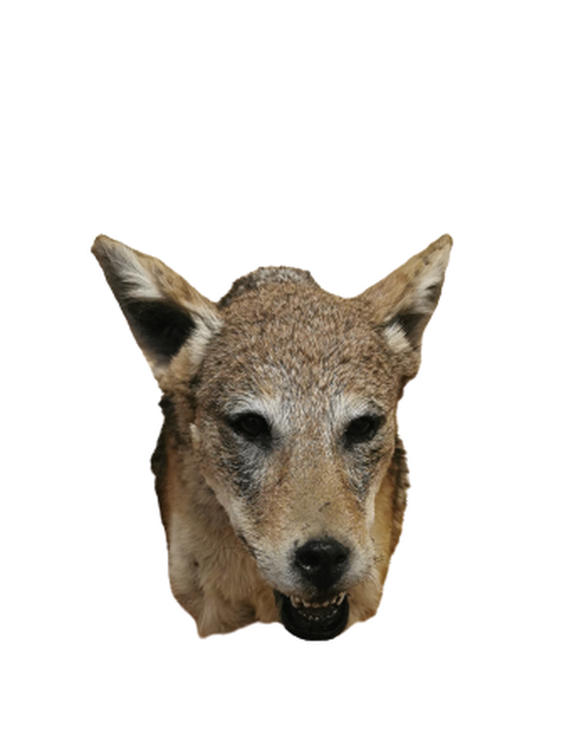 Black - Backed Jackal Shoulder Mount - JSBM 1 - Image 3
