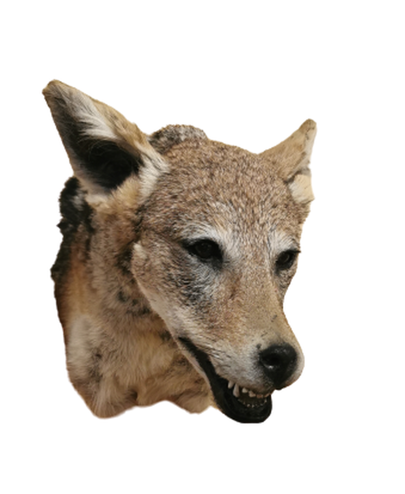 Black - Backed Jackal Shoulder Mount - JSBM 1