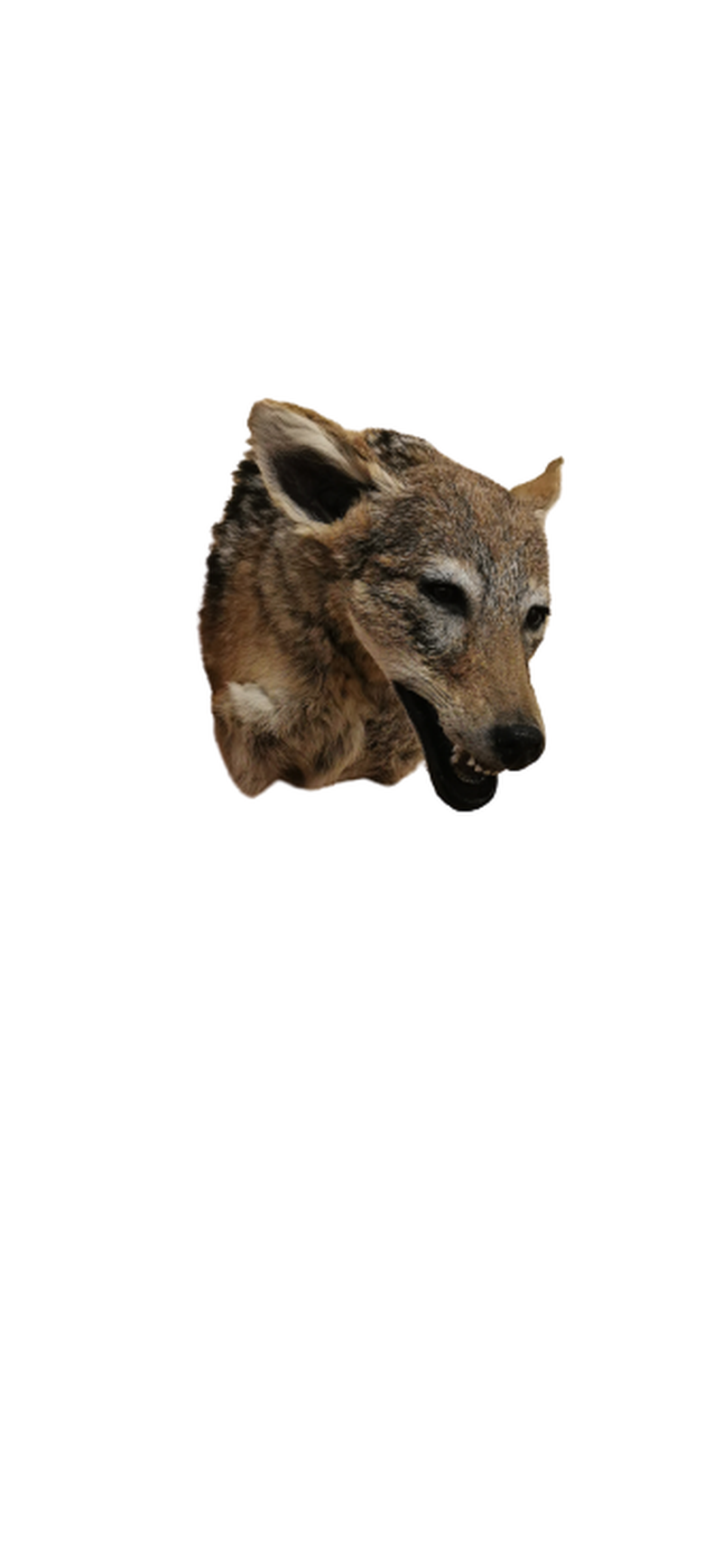 Black - Backed Jackal Shoulder Mount - JSBM 2 - Image 2