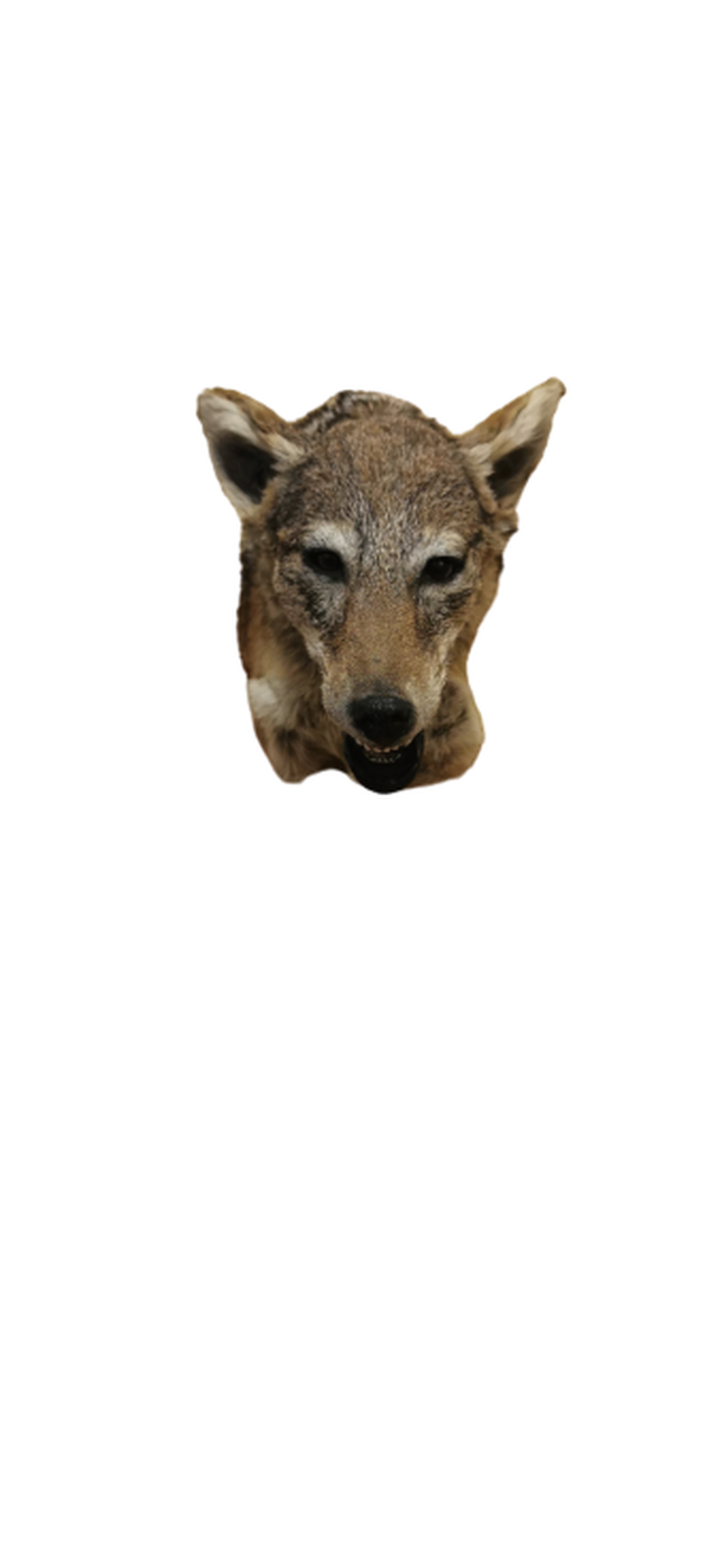 Black - Backed Jackal Shoulder Mount - JSBM 2 - Image 3