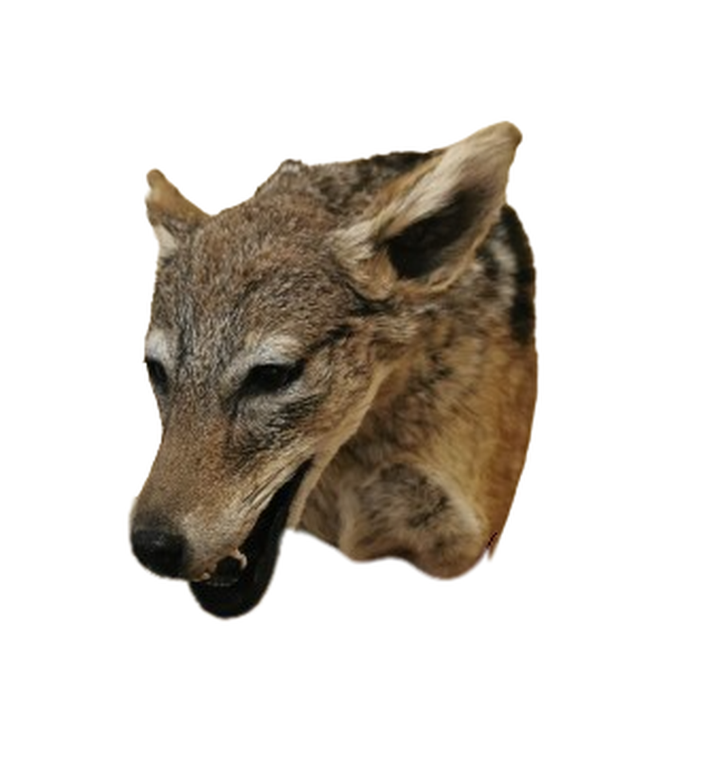 Black - Backed Jackal Shoulder Mount - JSBM 2