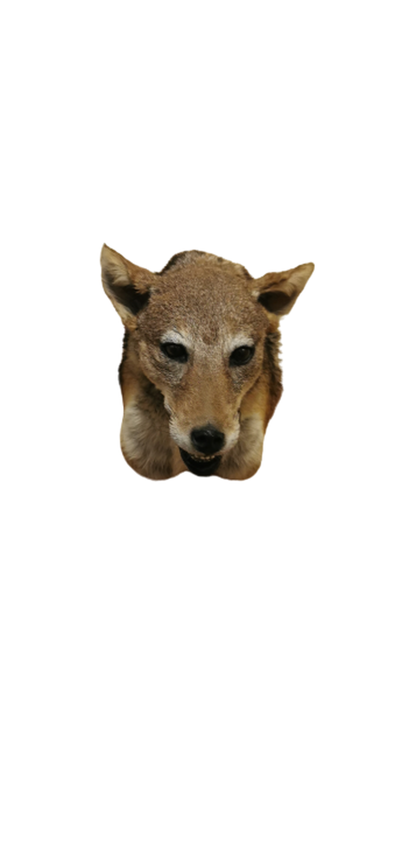 Black - Backed Jackal Shoulder Mount - JSBM 3 - Image 2