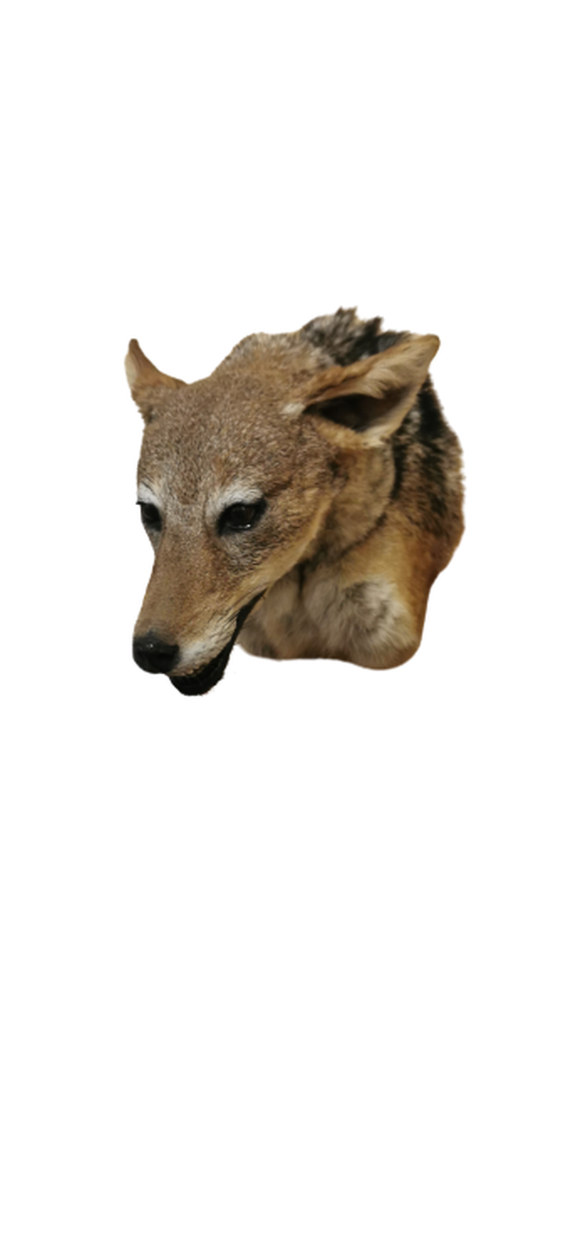 Black - Backed Jackal Shoulder Mount - JSBM 3 - Image 3