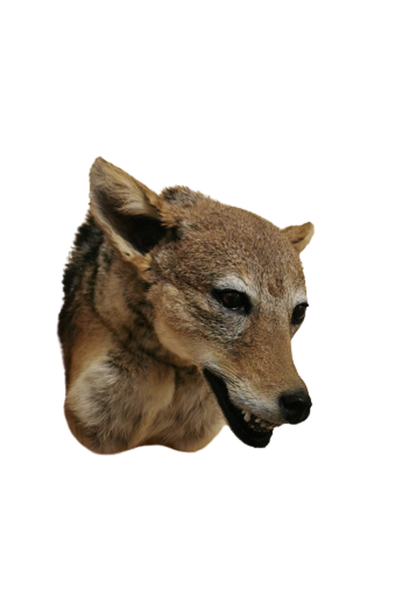 Black - Backed Jackal Shoulder Mount - JSBM 3