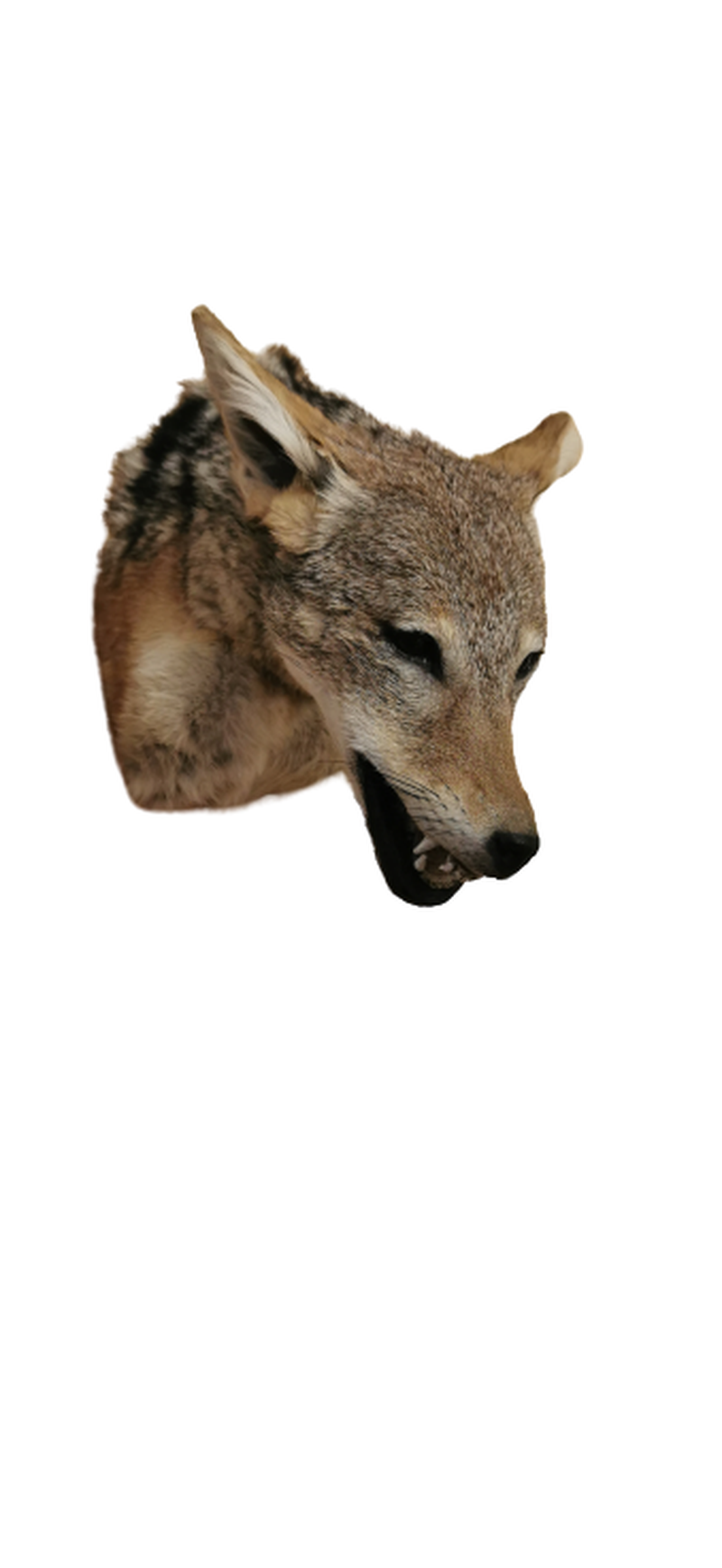 Black - Backed Jackal Shoulder Mount - JSBM 4 - Image 2