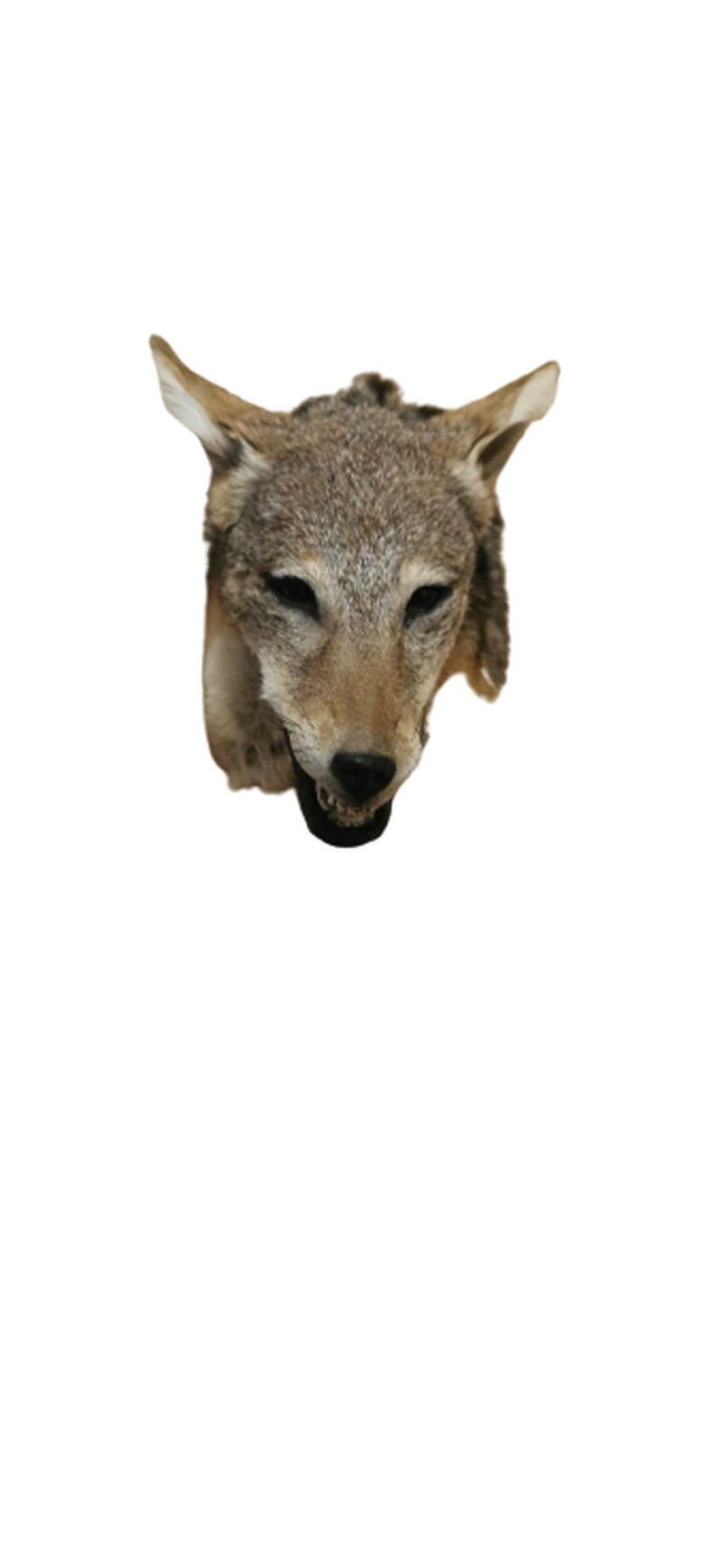 Black - Backed Jackal Shoulder Mount - JSBM 4 - Image 3