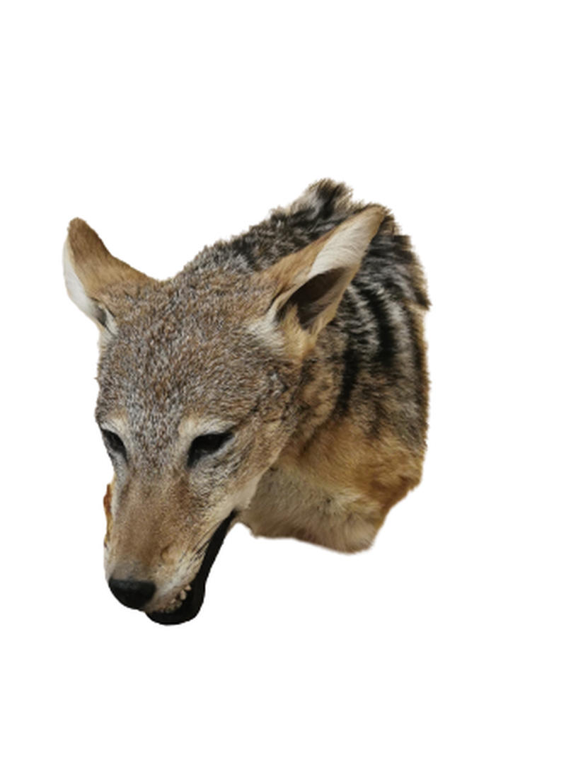 Black - Backed Jackal Shoulder Mount - JSBM 4