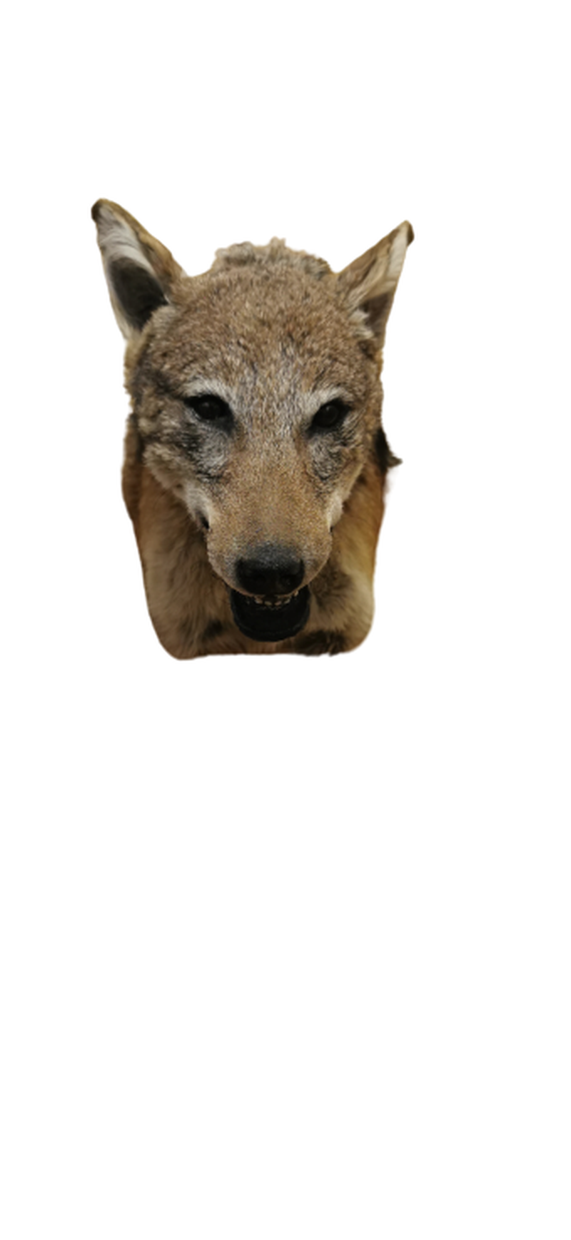 Black - Backed Jackal Shoulder Mount - JSBM 5 - Image 2