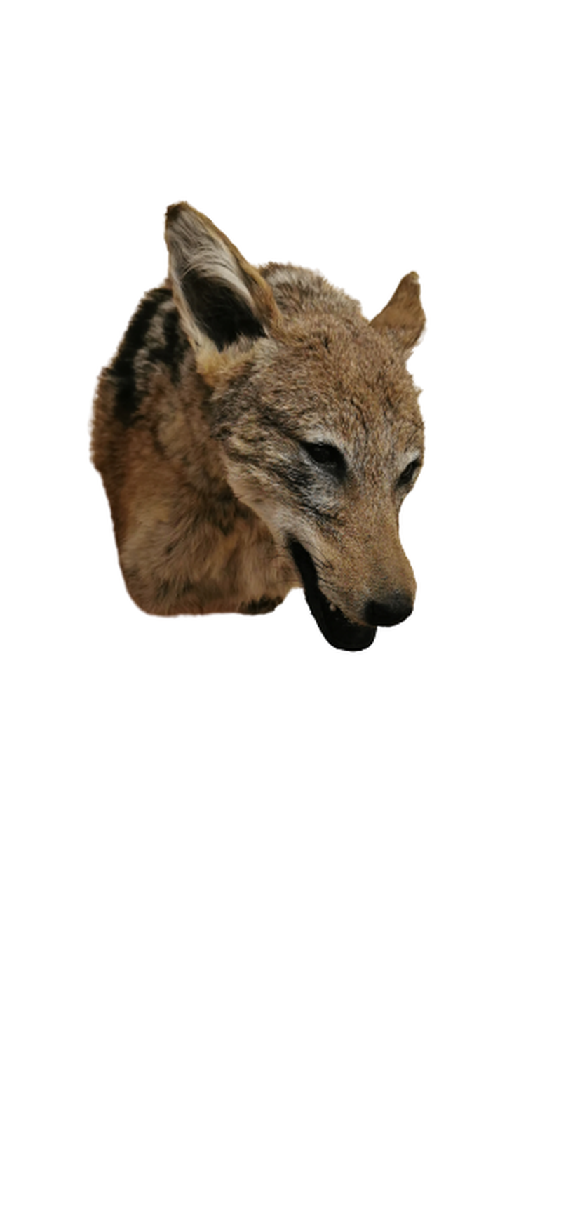 Black - Backed Jackal Shoulder Mount - JSBM 5 - Image 3