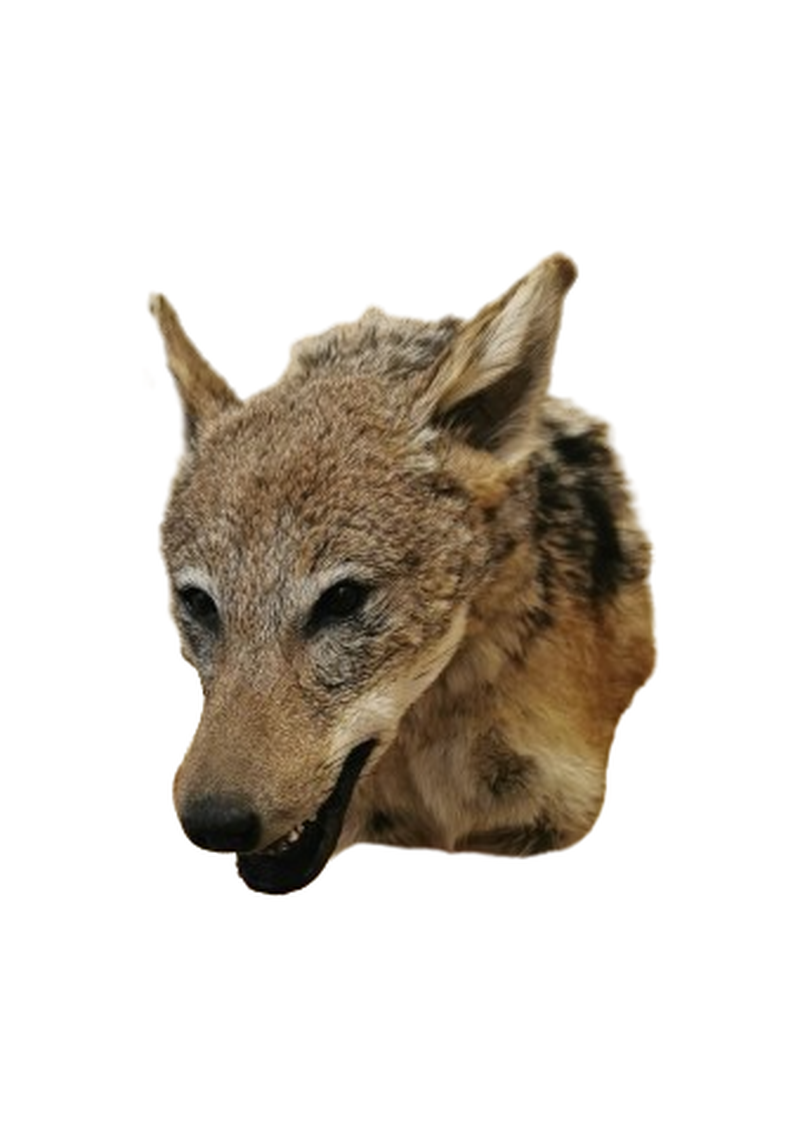 Black - Backed Jackal Shoulder Mount - JSBM 5