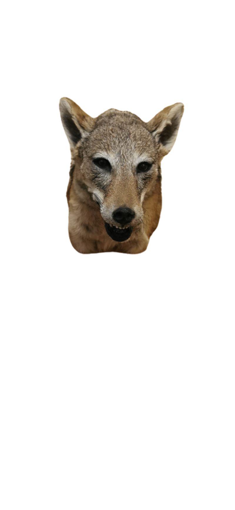Black - Backed Jackal Shoulder Mount - JSBM 6 - Image 2