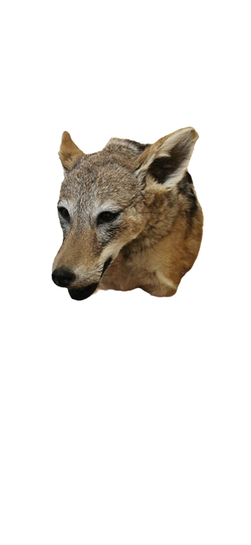 Black - Backed Jackal Shoulder Mount - JSBM 6 - Image 3