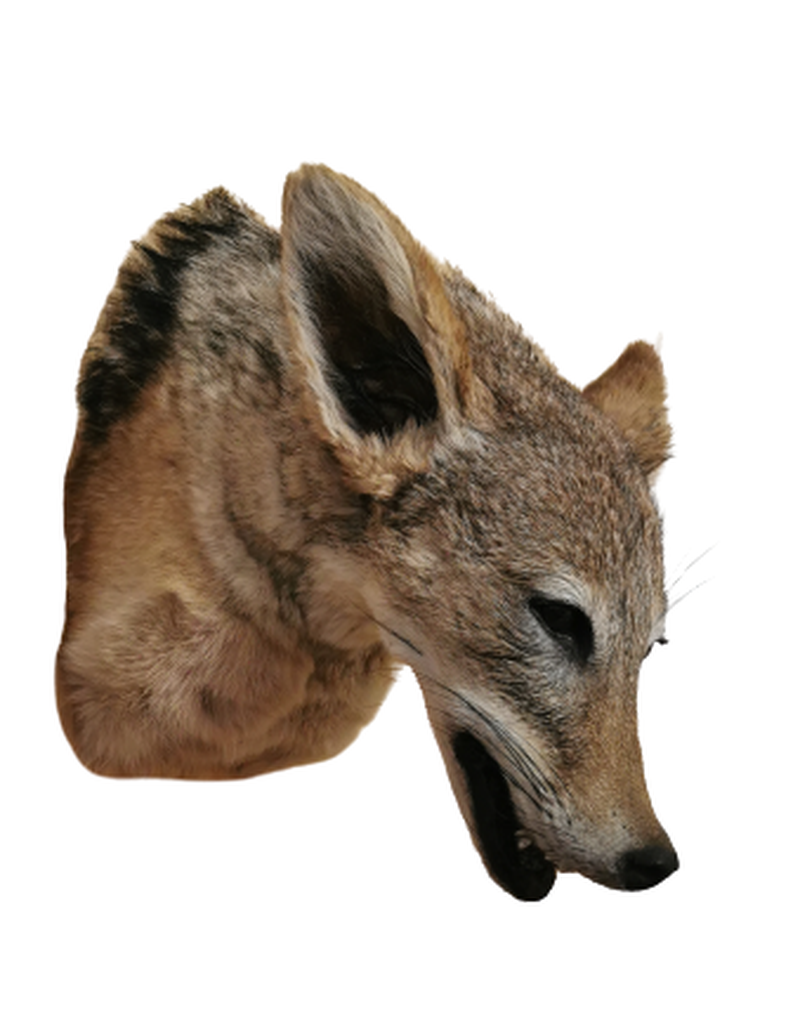 Black - Backed Jackal Shoulder Mount - JSBM 6