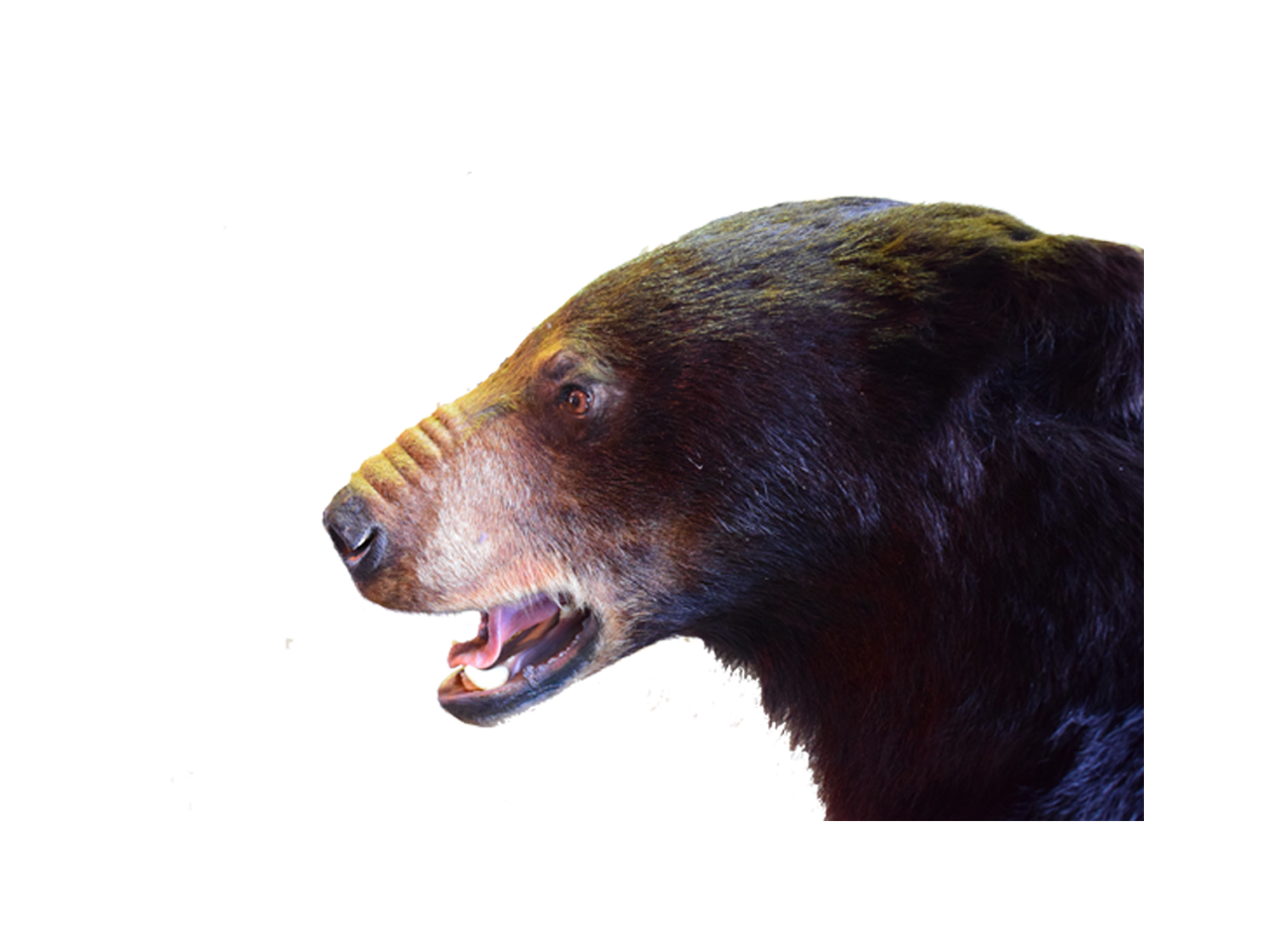 Black Bear Full Mount - BB01 - Image 2
