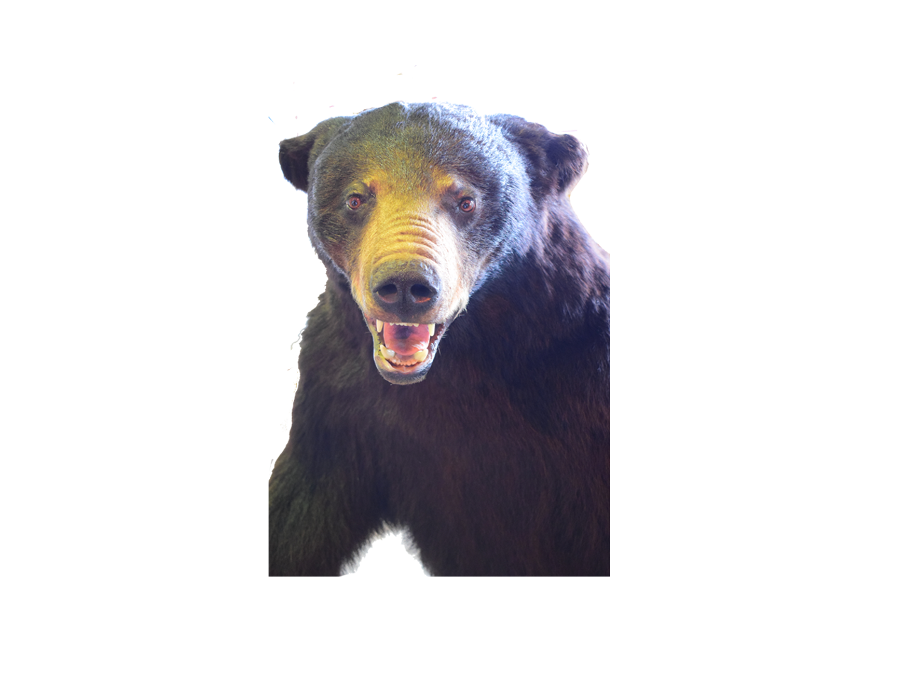 Black Bear Full Mount - BB01 - Image 3