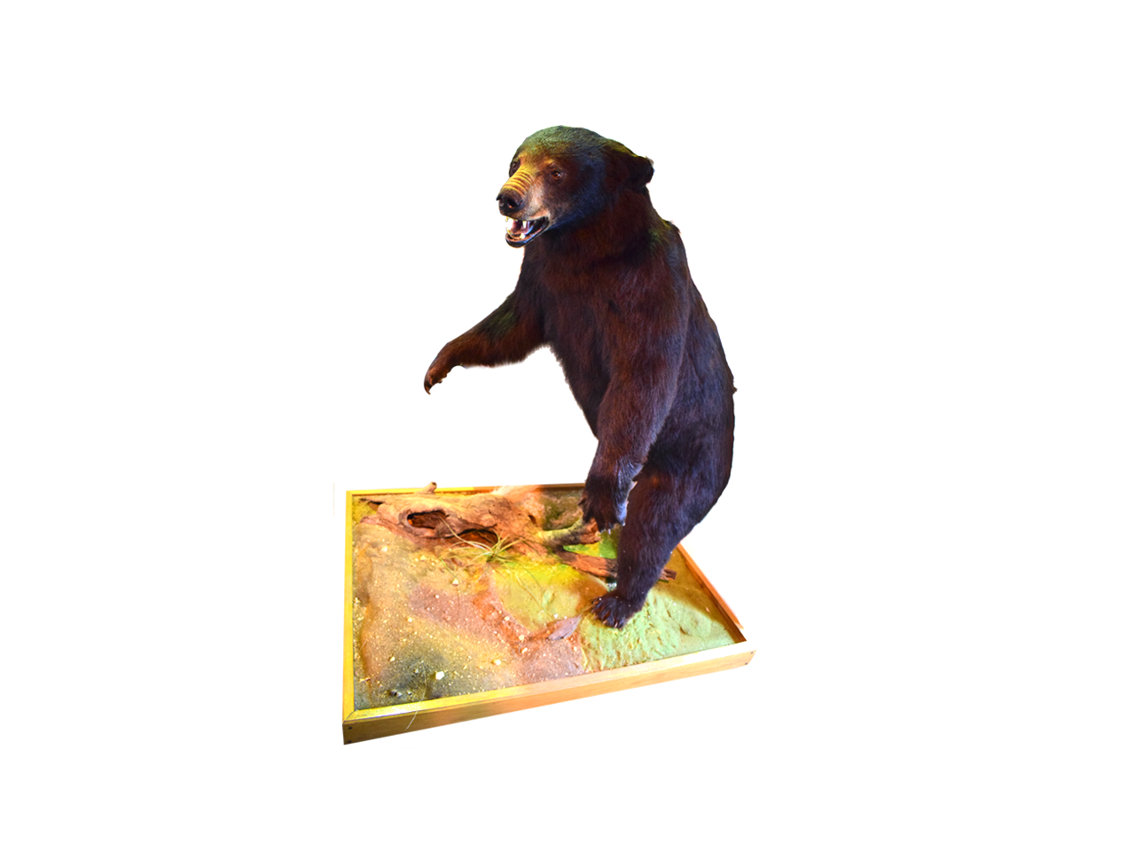 Black Bear Full Mount - BB01 - Image 4