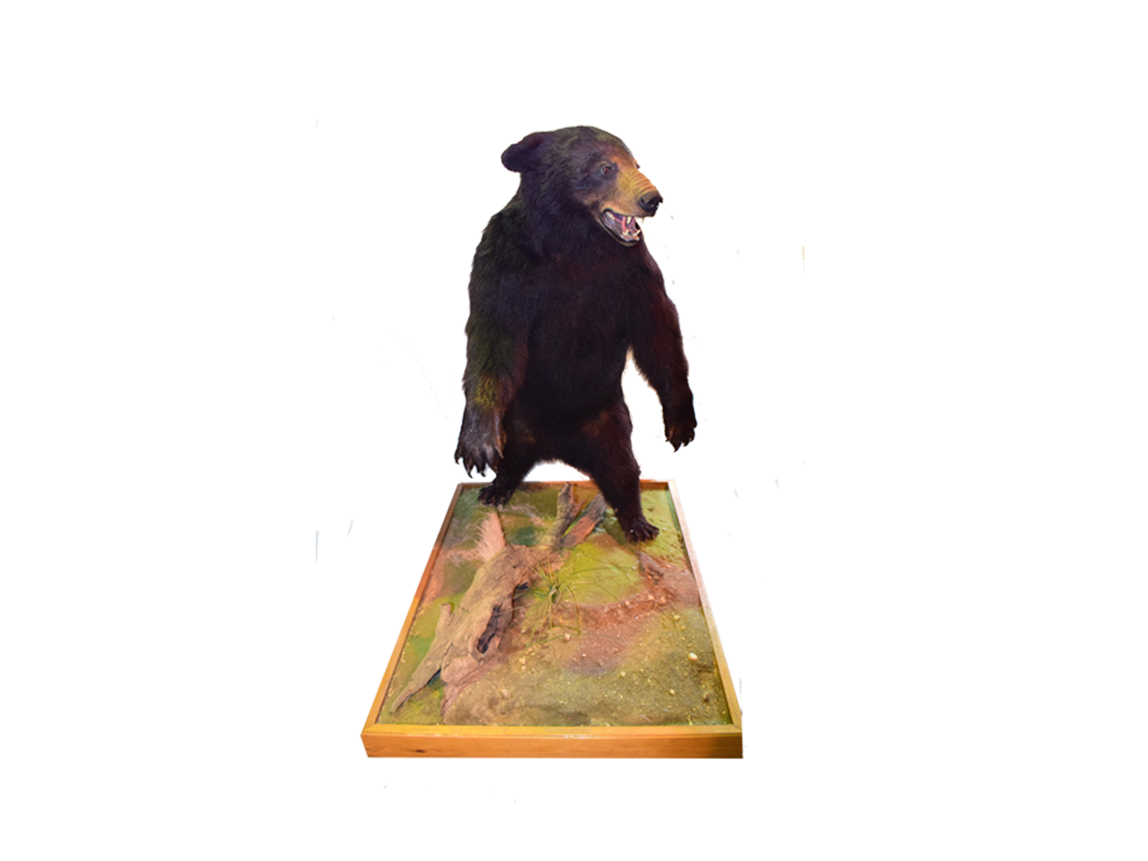 Black Bear Full Mount - BB01
