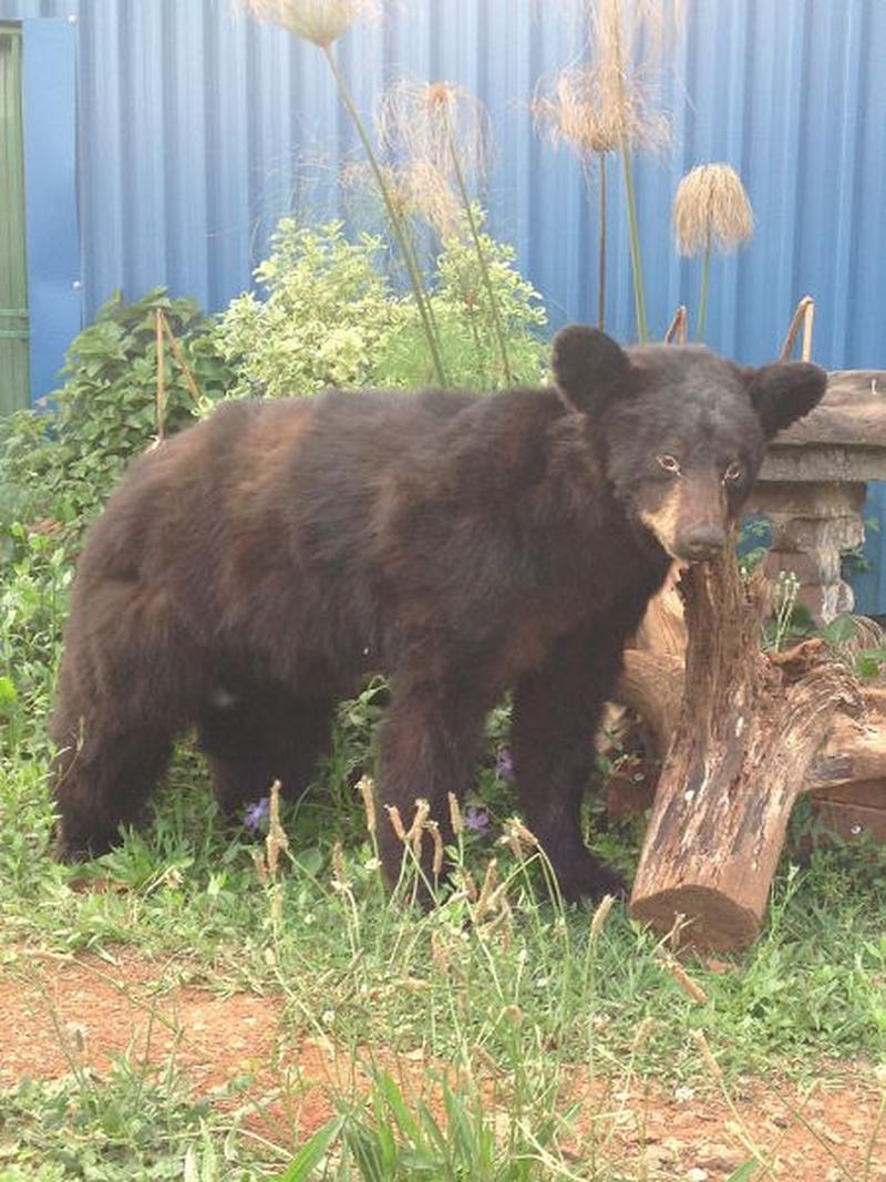 Black Bear Full Mount S1 - Image 2
