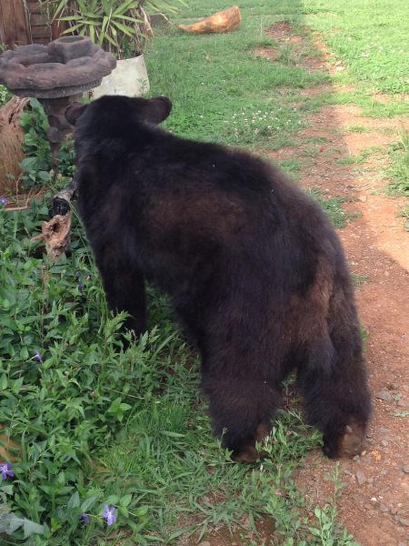 Black Bear Full Mount S1 - Image 3
