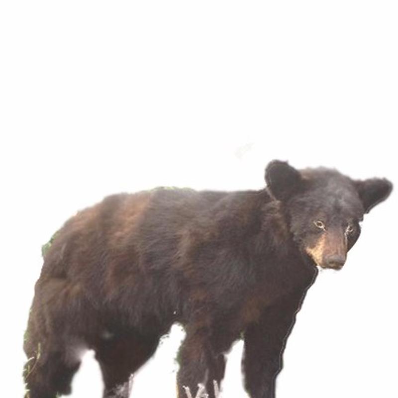 Black Bear Full Mount S1