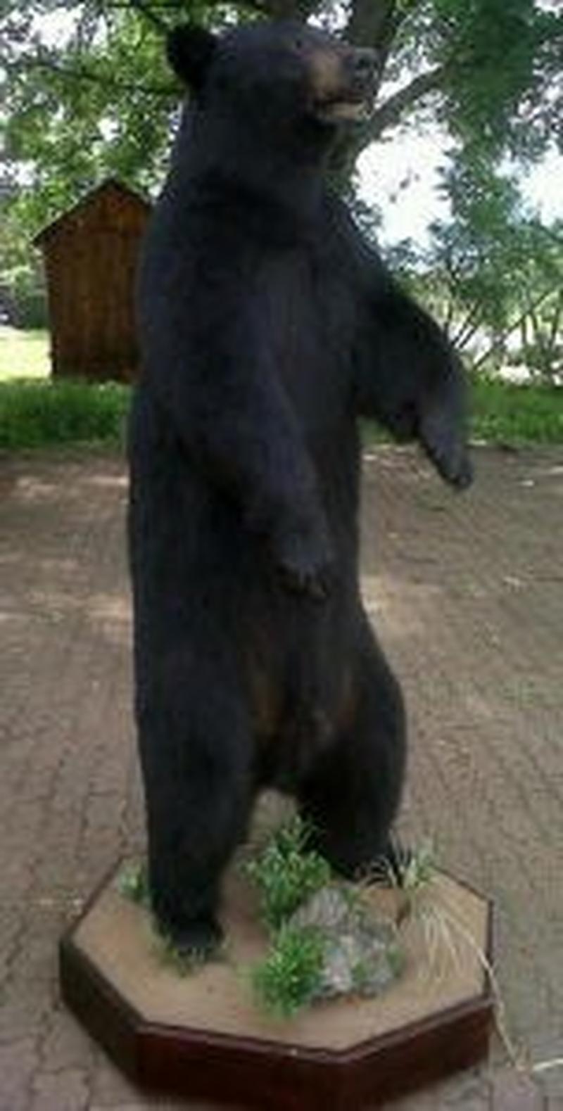Black Bear Taxidermy Mounts For Sale - BBFM01 - Image 2