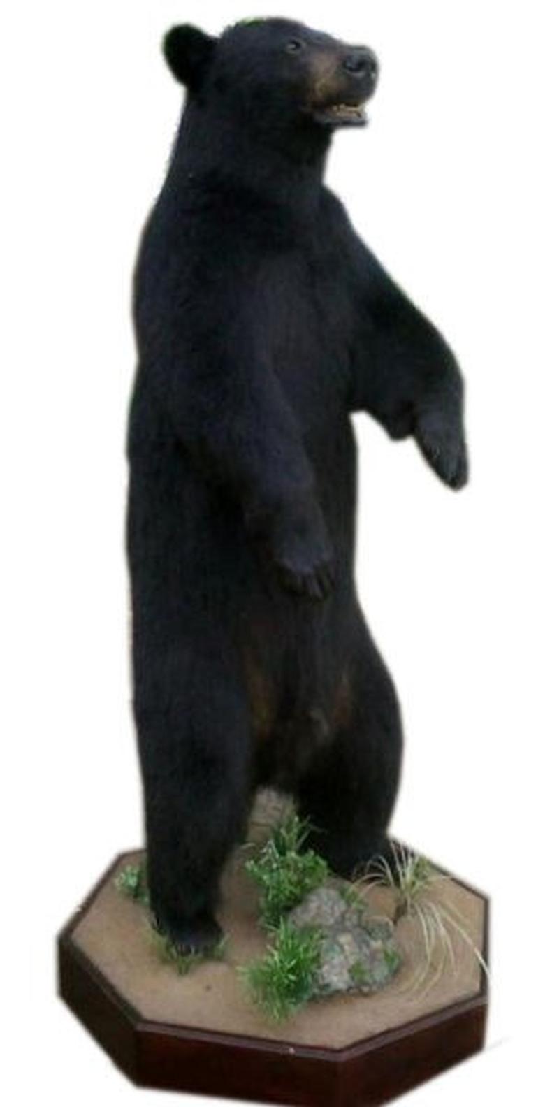 Black Bear Taxidermy Mounts For Sale - BBFM01 - Image 3