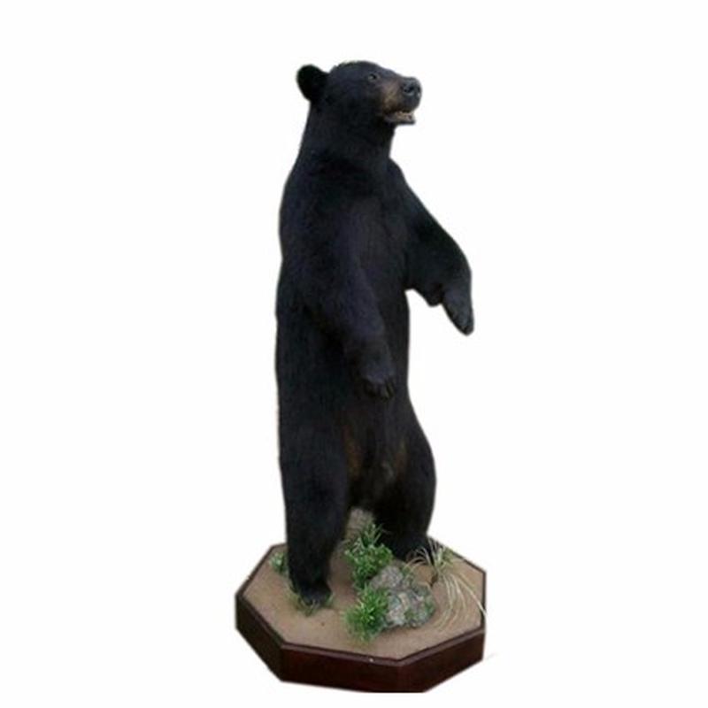 Black Bear Taxidermy Mounts For Sale - BBFM01