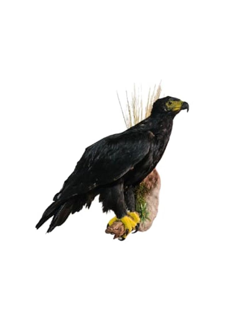 Black Eagle