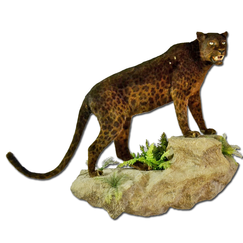Black Leopard Full Mount - BLFM100 - Image 2