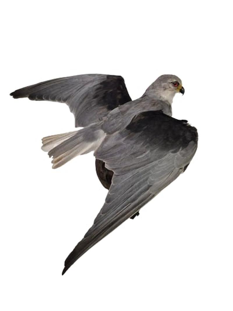 Black Shouldered Kite - Image 2