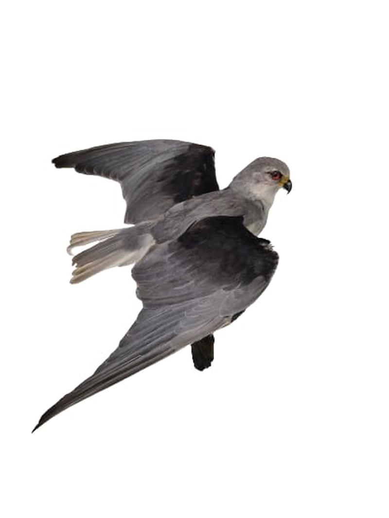 Black Shouldered Kite - Image 3