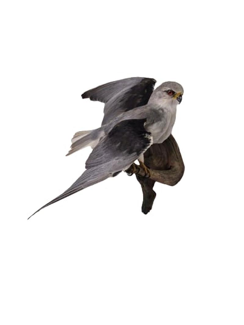 Black Shouldered Kite